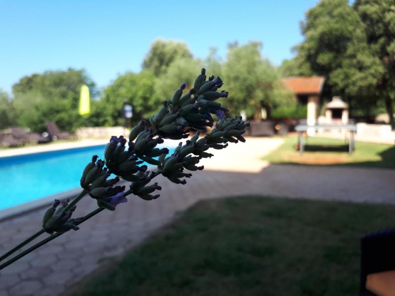 Guesthouse "Barboska" - Big Outdoor Swimming Pool & Private Tennis Court 沃德年 外观 照片